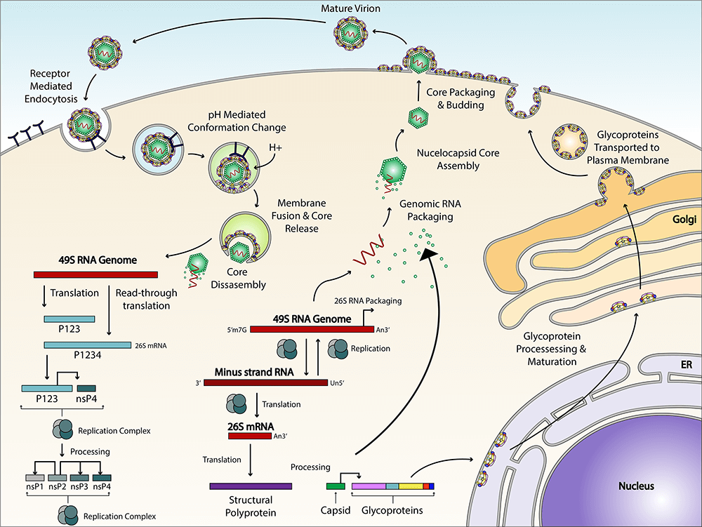Alphavirus Life Cycle